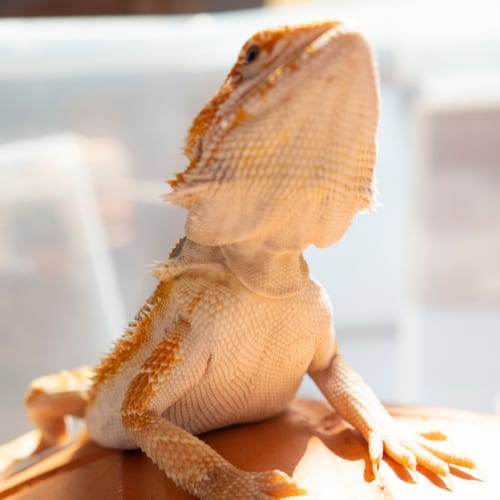 juvenile bearded dragons