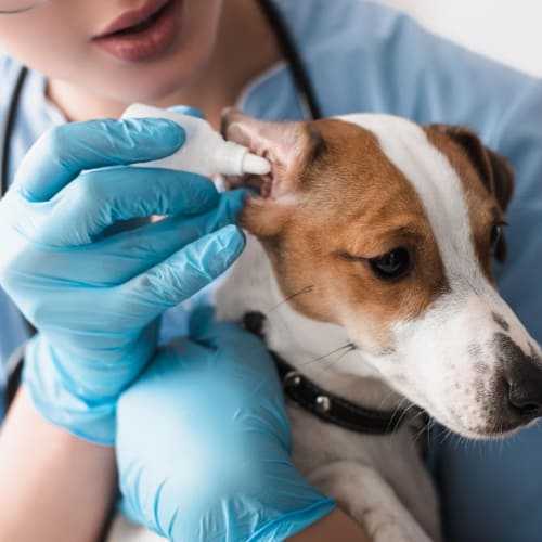 vet cleaning dog ear