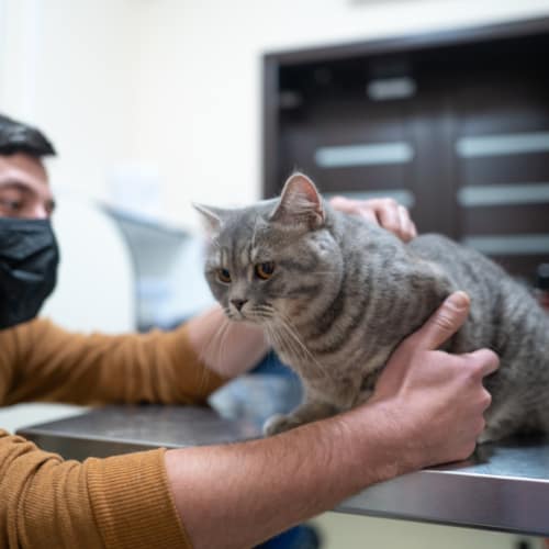 visiting cat vet