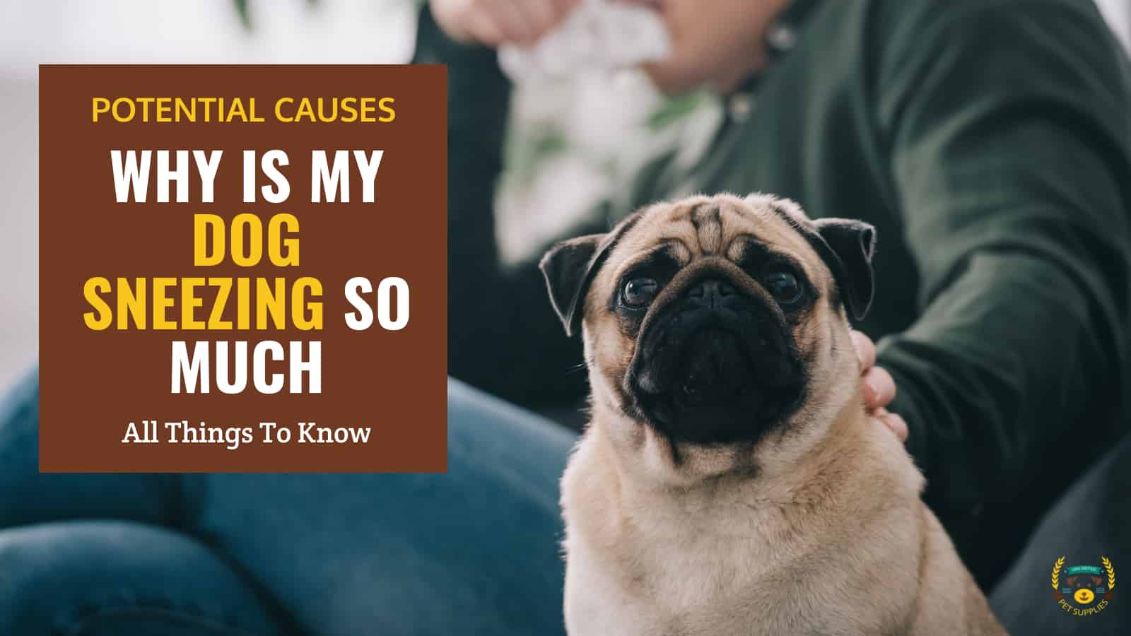 Why Is My Dog Sneezing so Much? Answers and Relief