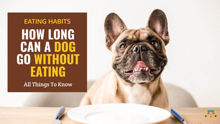 how long can a dog go without eating