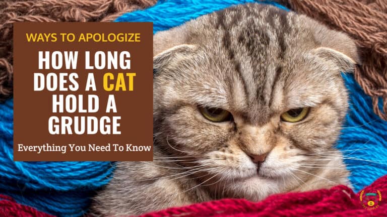 how long does a cat hold a grudge