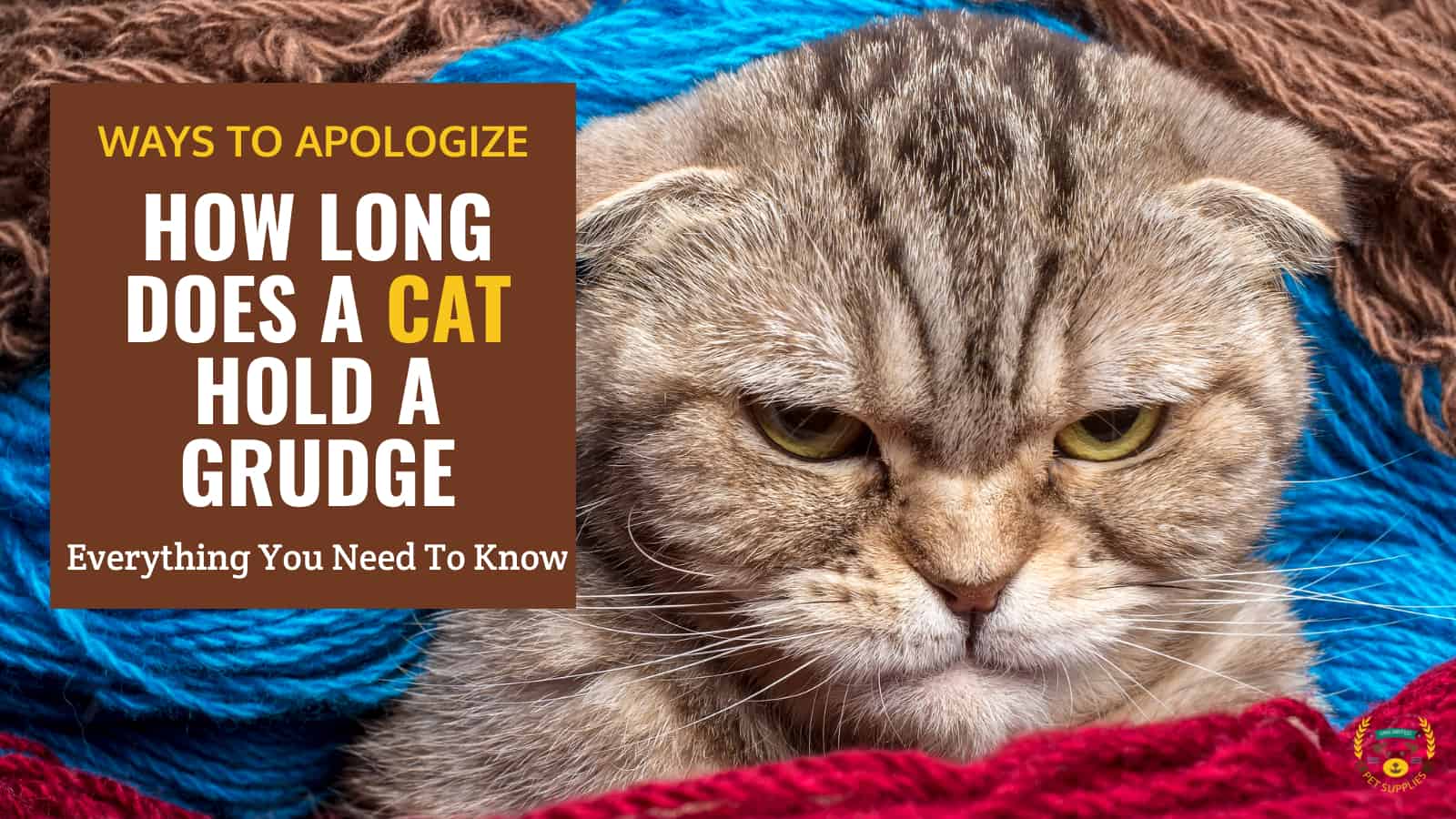 How Long Does a Cat Hold a Grudge? + 10 Ways to Apologize