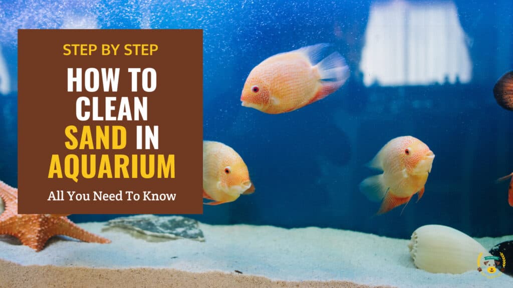 How To Clean Sand in Aquarium? Step By Step Guide