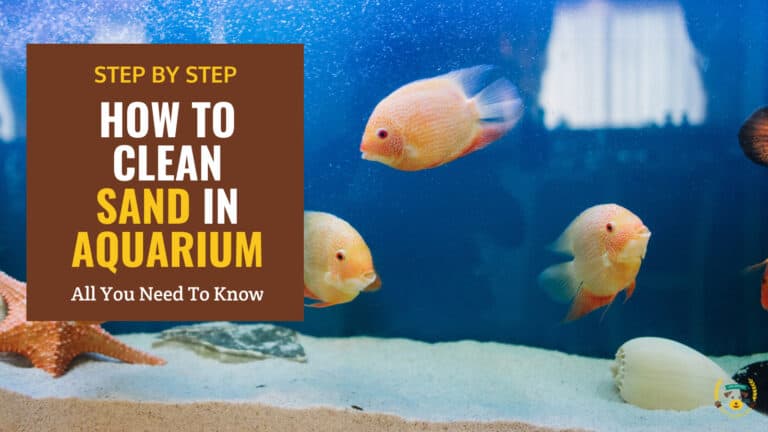 how to clean sand in aquarium
