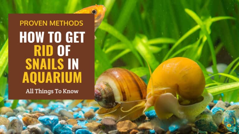 how to get rid of snails in aquarium