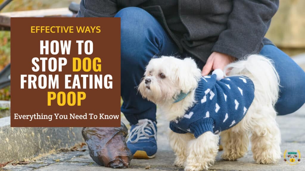 How To Stop a Dog From Eating Poop?