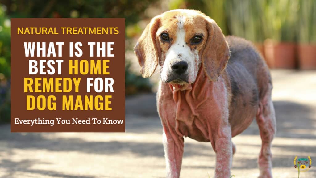 What Is the Best Home Remedy for Dog Mange? 10 Natural Solutions