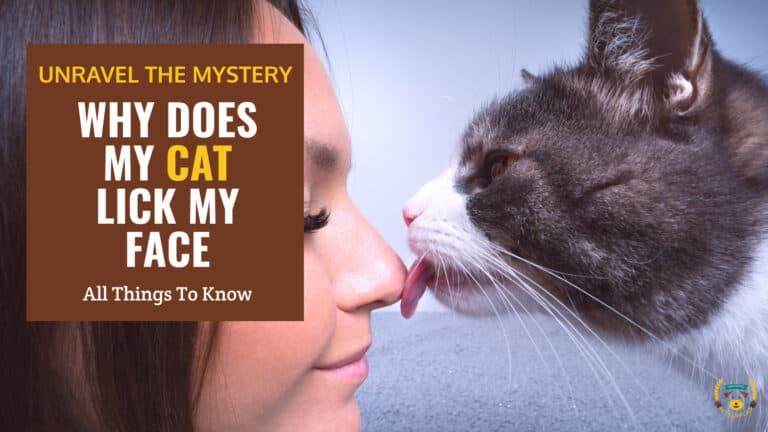 why does my cat lick my face