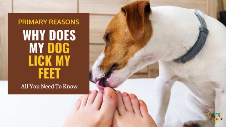 why does my dog lick my feet